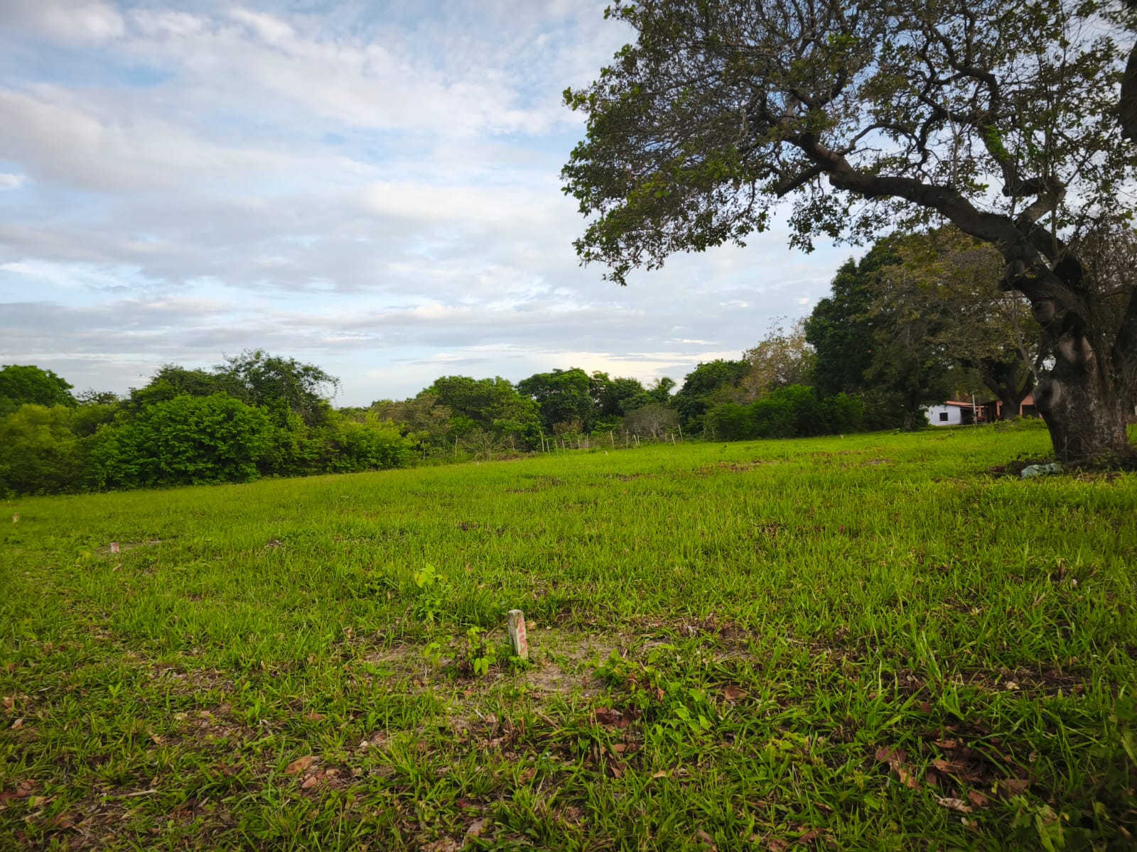 Terrenos do Residencial Gualdrapas com área verde e árvores ao fundo